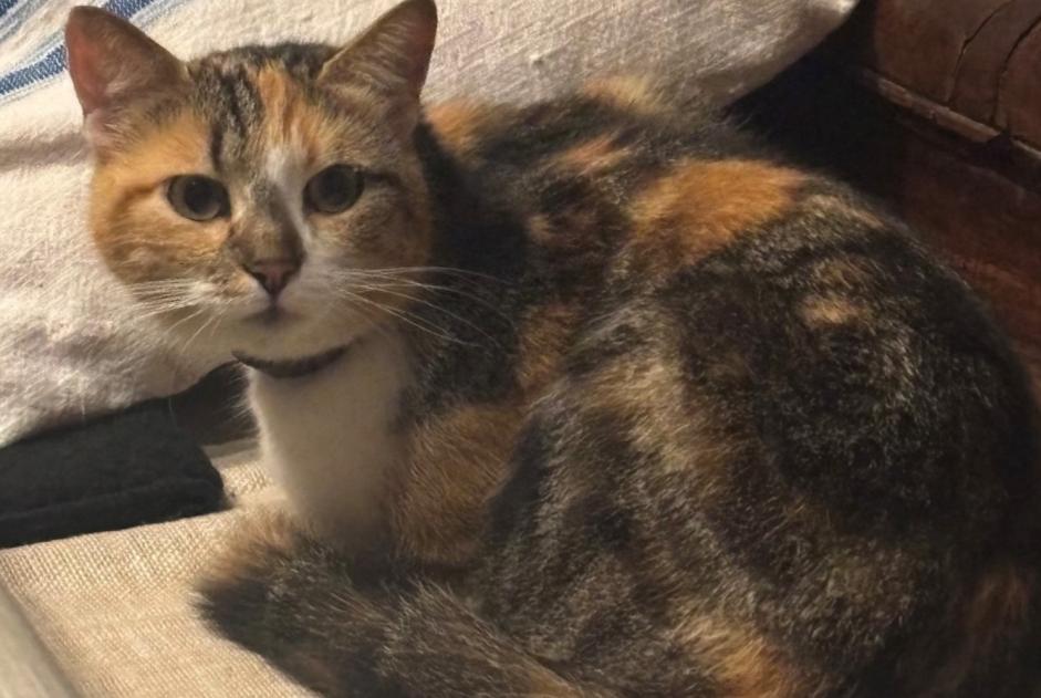 Alerta de Desaparición Gato Hembra , 3 años Loctudy Francia