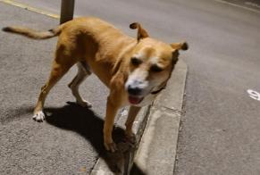 Alerta de Hallazgo Perro cruce Macho Fleury Francia