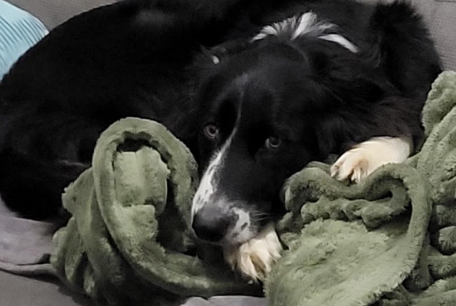 Alerta de Desaparición Perro  Hembra , 3 años Virazeil Francia