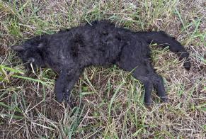 Alerta de Hallazgo Gato Desconocido , 2 años Spincourt Francia