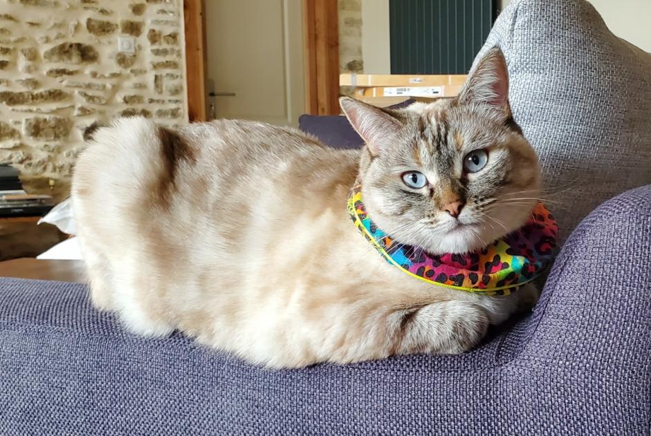 Alerta de Desaparición Gato cruce Hembra , 4 años Gannay-sur-Loire Francia