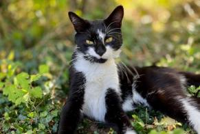 Alerta de Hallazgo Gato Macho Barzun Francia