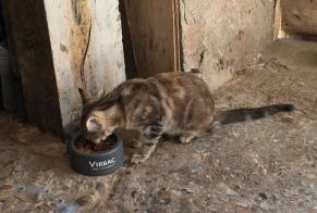 Alerta de Hallazgo Gato Desconocido Domessin Francia