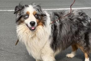 Alerta de Hallazgo Perro  Desconocido Malemort Francia