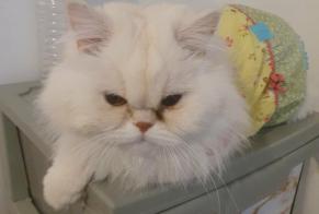 Alerta de Desaparición Gato  Macho , 7 años Caluire-et-Cuire Francia