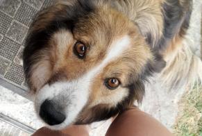 Alerta de Desaparición Perro cruce Hembra , 6 años Erp Francia