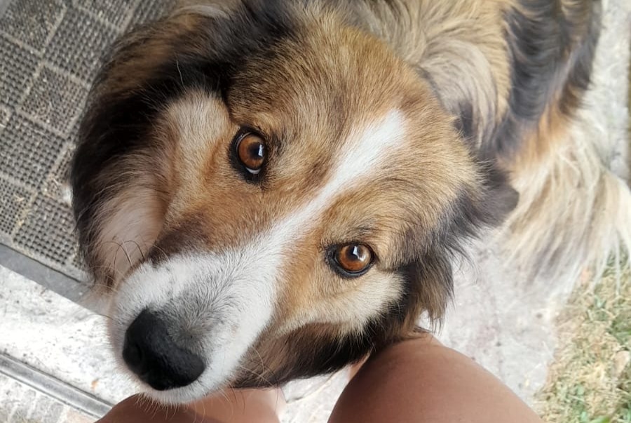Alerta de Desaparición Perro cruce Hembra , 6 años Erp Francia