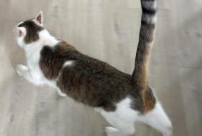 Alerta de Desaparición Gato Macho , 2 años Grenade Francia