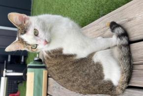 Alerta de Desaparición Gato Macho , 2 años Grenade Francia