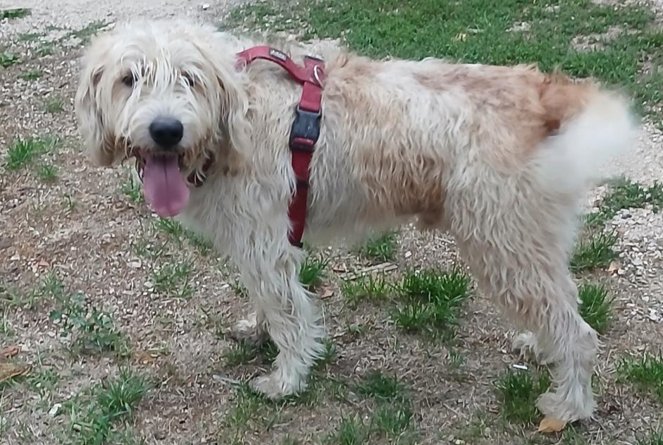 Alerta de Hallazgo Perro Macho Thorey-sur-Ouche Francia