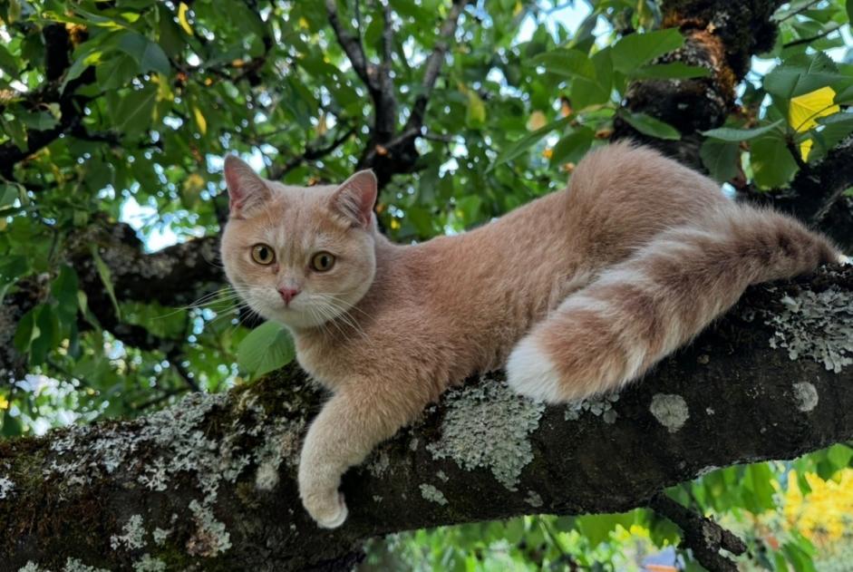 Alerta de Desaparición Gato  Macho , 2 años Marly Francia