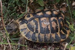 Alerta de Desaparición Tortuga Macho , 2026 años Thonon-les-Bains Francia