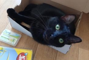 Alerta de Desaparición Gato  Hembra , 4 años Urrugne Francia
