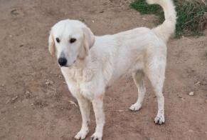 Alerta de Hallazgo Perro  Hembra San-Giuliano Francia