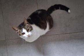 Alerta de Hallazgo Gato  Hembra , 5 años Sainte-Gemme-la-Plaine Francia