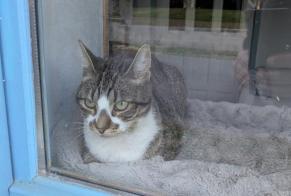 Alerta de Desaparición Gato Macho , 2 años Puisseguin Francia