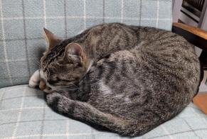 Alerta de Desaparición Gato Macho , 2 años Puisseguin Francia