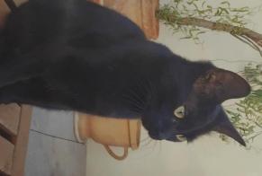 Alerta de Desaparición Gato Hembra , 3 años Montaut Francia