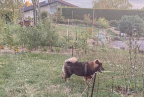 Alerta de Hallazgo Perro Macho Publier Francia