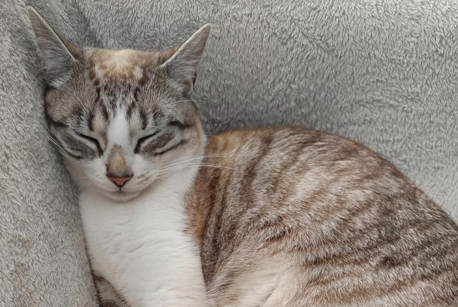 Alerta de Desaparición Gato Hembra , 2 años Le Poiré-sur-Vie Francia