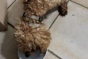 Alerta de Hallazgo Perro Macho Les Clefs Francia