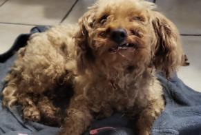 Alerta de Hallazgo Perro Macho Les Clefs Francia