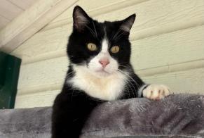 Alerta de Desaparición Gato cruce Macho , 7 años Farges Francia
