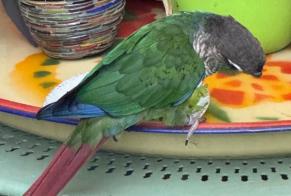 Alerta de Hallazgo Pájaro Desconocido Nîmes Francia