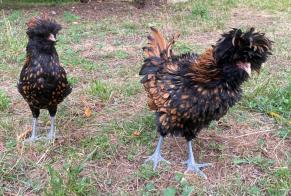 Alerta de Hallazgo Pájaro Desconocido Lau-Balagnas Francia