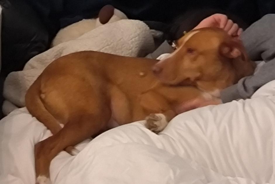 Alerta de Desaparición Perro Macho , 8 años Saint-Jacut-les-Pins Francia