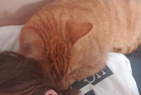 Alerta de Desaparición Gato Macho , 17 años Saint-James Francia