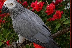 Alerta de Desaparición Pájaro Macho , 2026 años Créteil Francia