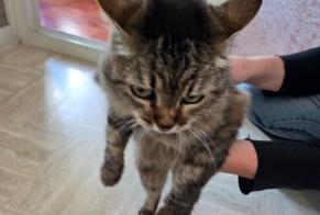 Alerta de Hallazgo Gato Hembra Saint-Jean-Brévelay Francia