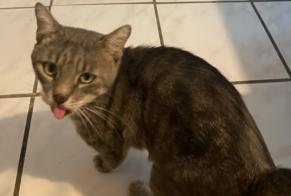 Alerta de Hallazgo Gato Macho , 3 años Saint-Chamond Francia