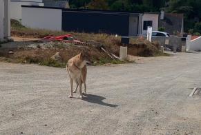 Alerta de Hallazgo Perro Desconocido Saint-Évarzec Francia