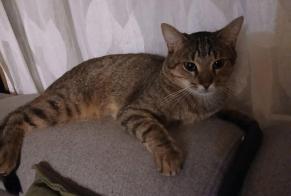 Alerta de Desaparición Gato Macho , 1 años Tours Francia
