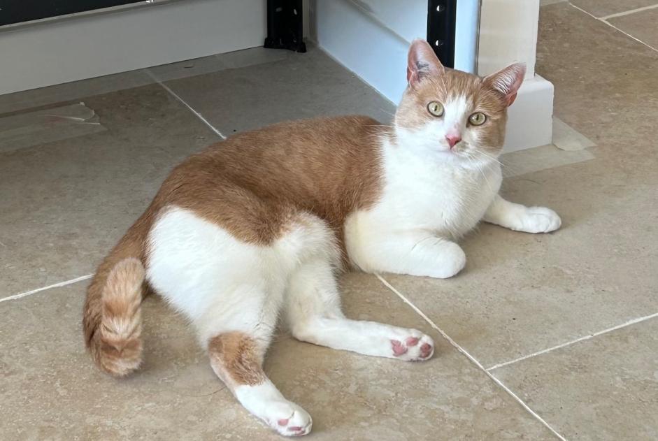 Alerta de Desaparición Gato cruce Hembra , 4 años Althen-des-Paluds Francia