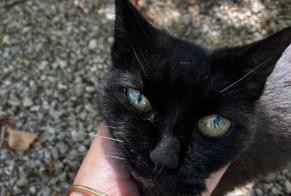 Alerta de Hallazgo Gato Desconocido Alès Francia