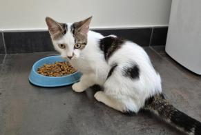 Alerta de Hallazgo Gato Hembra Villemoirieu Francia