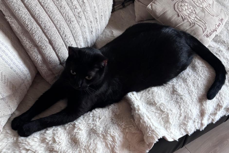 Alerta de Desaparición Gato Macho , 3 años Menton Francia