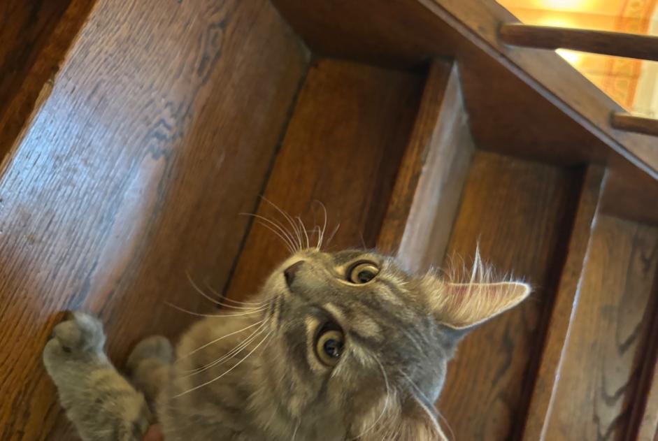 Alerta de Hallazgo Gato  Desconocido Le Mans Francia