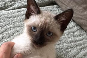 Alerta de Desaparición Gato  Macho , 0 años Toulouse Francia