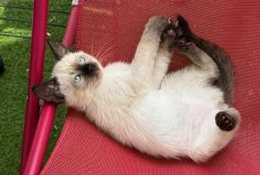 Alerta de Desaparición Gato  Macho , 0 años Toulouse Francia