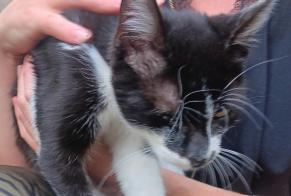 Alerta de Hallazgo Gato Macho Baraqueville Francia