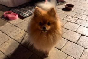 Alerta de Hallazgo Perro  Desconocido Saint-Tropez Francia