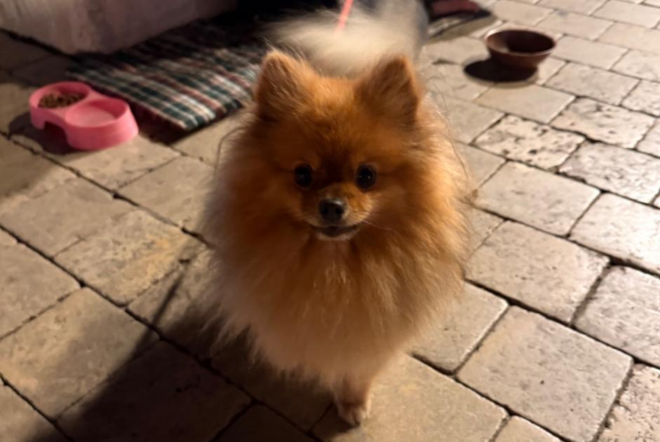 Alerta de Hallazgo Perro  Desconocido Saint-Tropez Francia