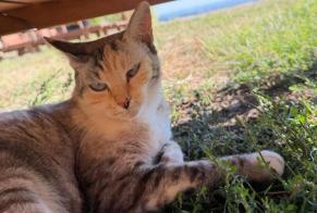 Alerta de Hallazgo Gato Hembra , 3 años Puybegon Francia