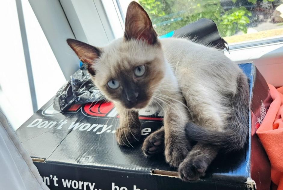 Alerta de Hallazgo Gato Desconocido Étauliers Francia
