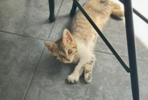 Alerta de Desaparición Gato cruce Hembra , 0 años Valmondois Francia
