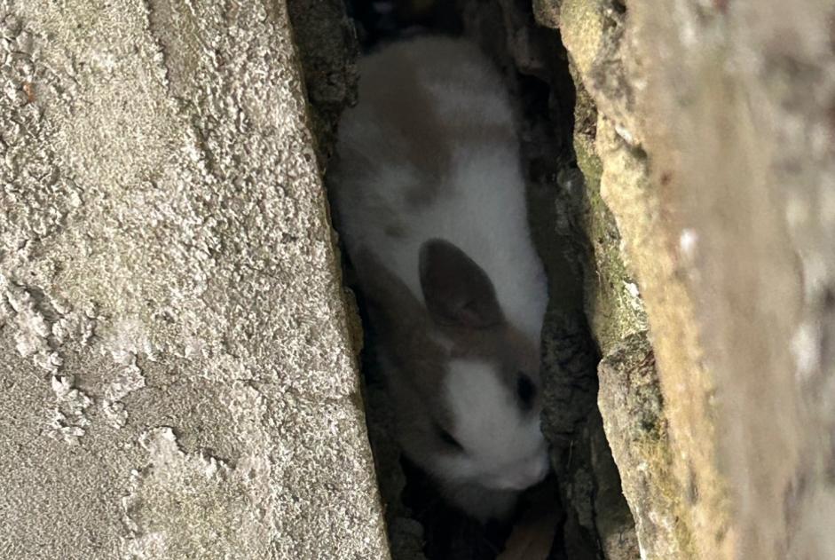 Alerta de Hallazgo Conejo Desconocido Bayeux Francia